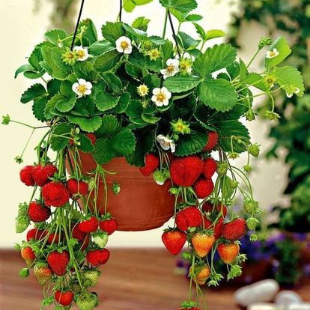 Plantacao de Morango em vaso cultivada em casa